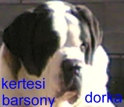 dorka